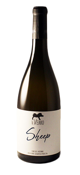 "Sheep" Coda di Pecora Terre del Volturno IGP 2022