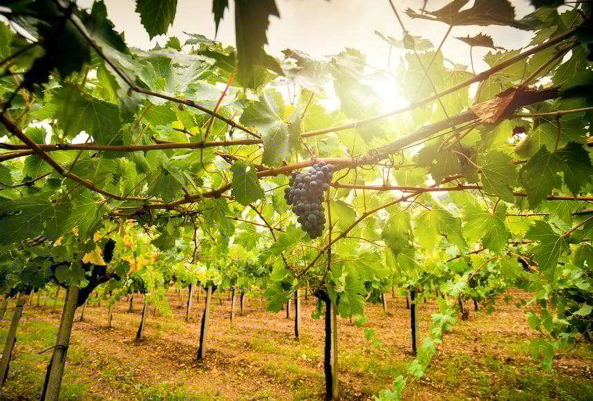 La storia del vitigno Cannonau, icona della Sardegna