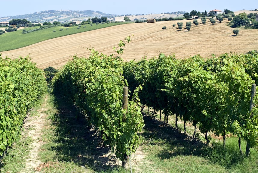 Abbinamento, origine e propriet del vino Pecorino