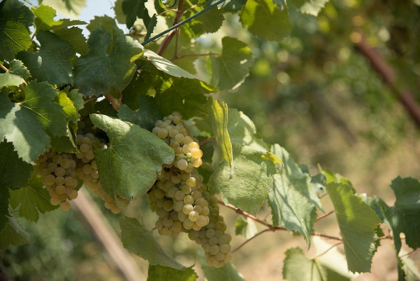 Greco di Tufo DOCG: un antico vino campano