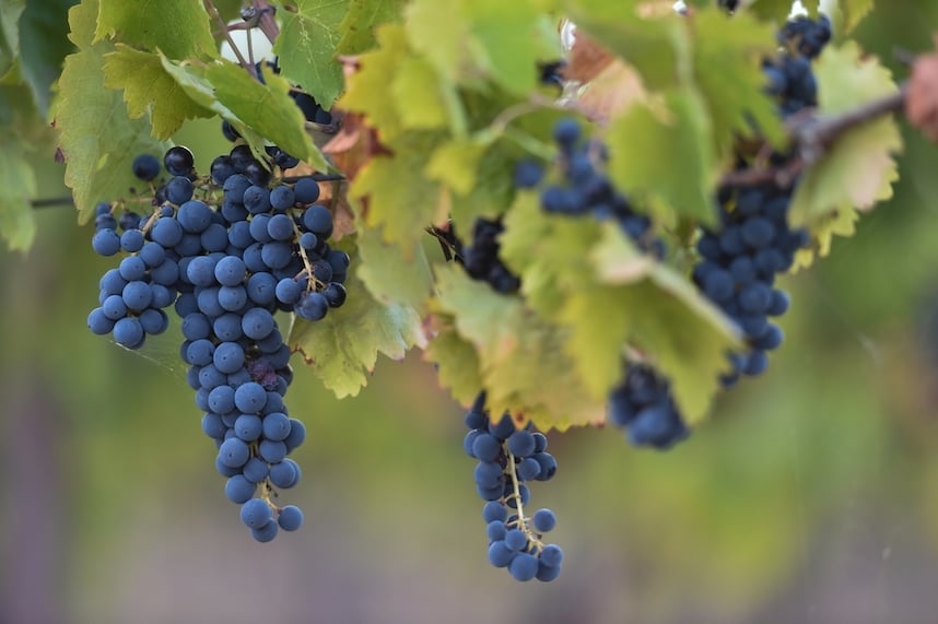 Vino Sagrantino di Montefalco (Montefalco Sagrantino) DOCG