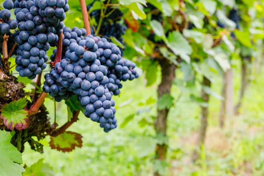 10 cose da sapere sul vitigno Pinot Nero 10 cose da sapere sul vitigno Pinot Nero