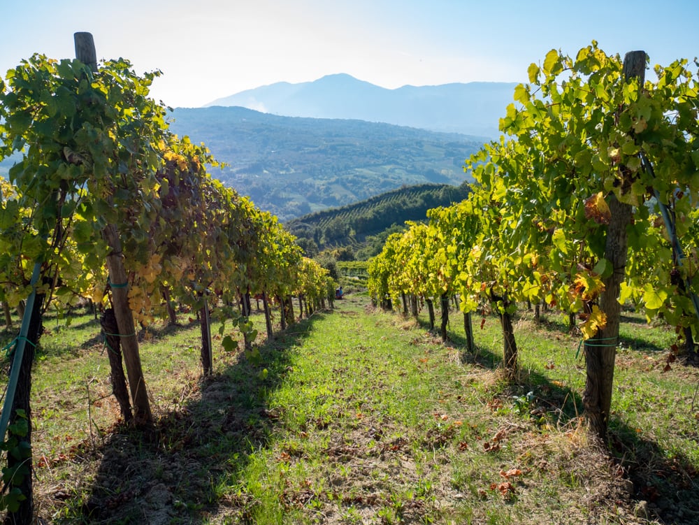 vigna vitigno greco di tufo