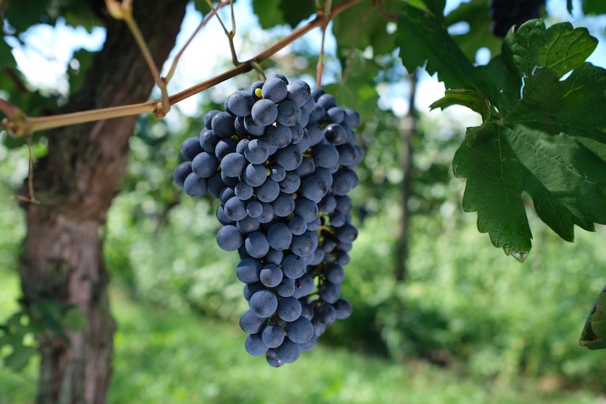 dove si produce il vino amarone