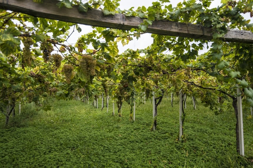 dove si produce il vino erbaluce di caluso