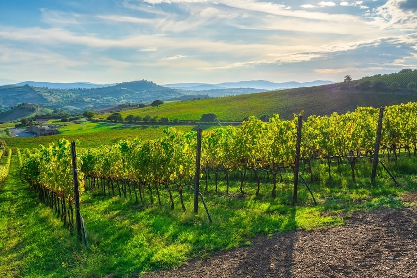 dove si produce il vino morellino di scansano docg