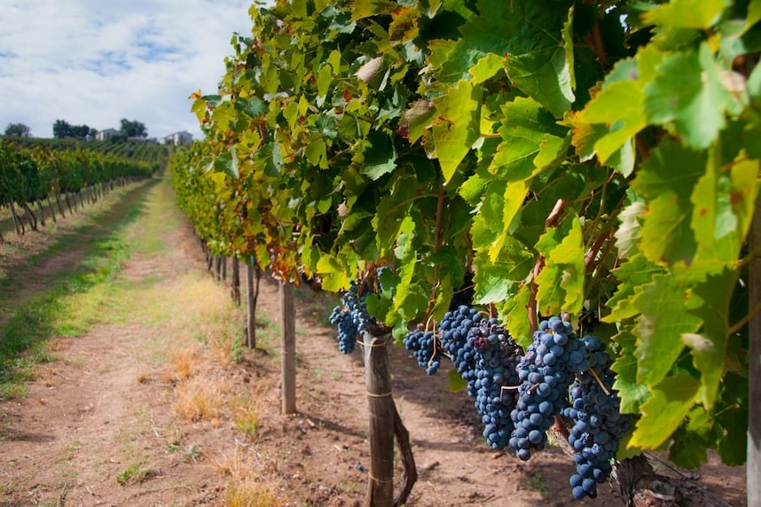 dove viene prodotto il vino aglianico dove viene prodotto il vino aglianico