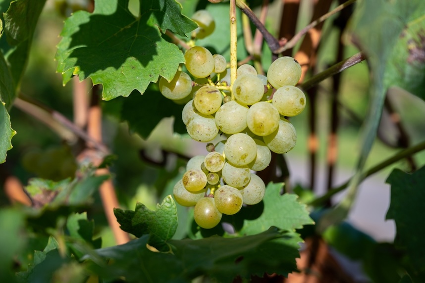 produzione spumanti cremant