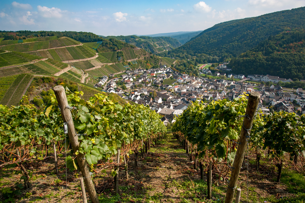 produzione vini montagna