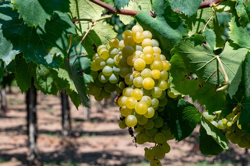 uve malvasia bianca