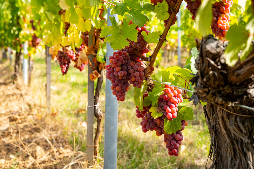 vitigni aromatici gewurztraminer