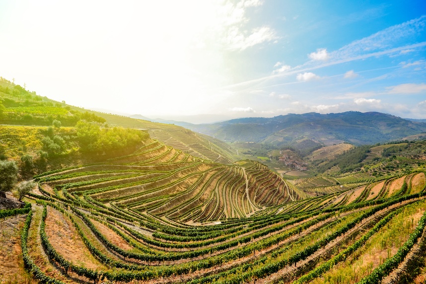 Vini del Portogallo - Regione Douro Valley