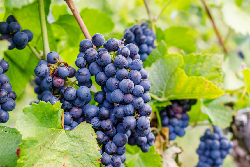 vino biologico uva bacca nera