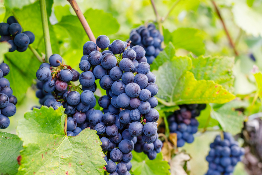 vino biologico uva bacca nera