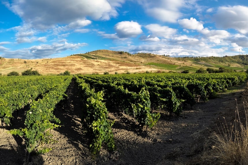 vitigni autoctoni calabresi