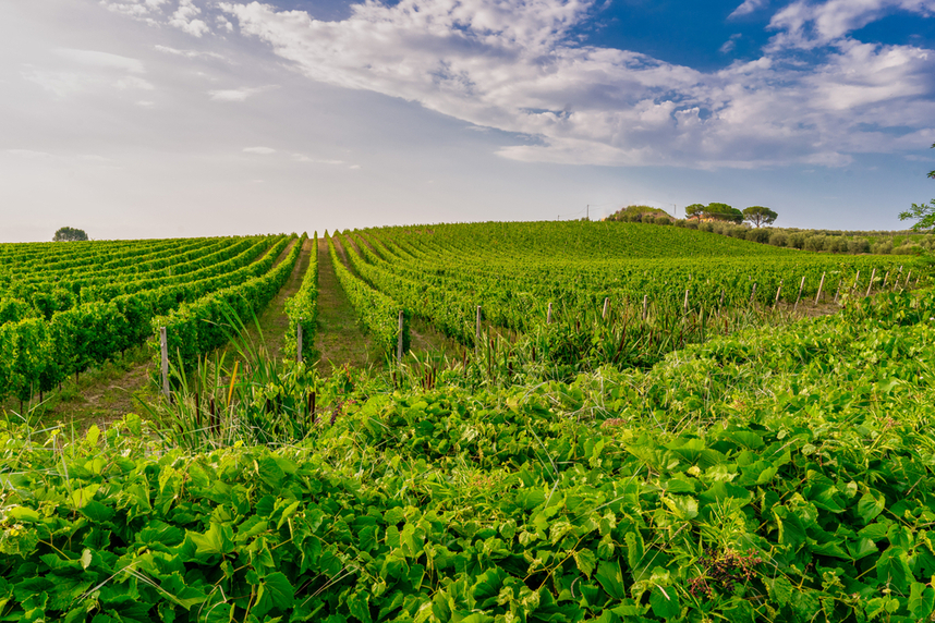 vitigni e terroir del molise