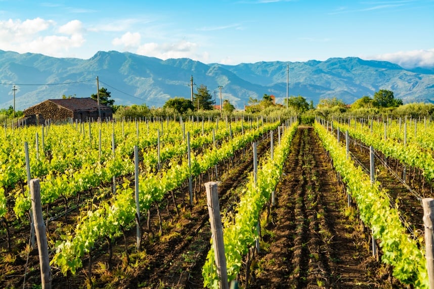 vitigno siciliano grillo zone di produzione